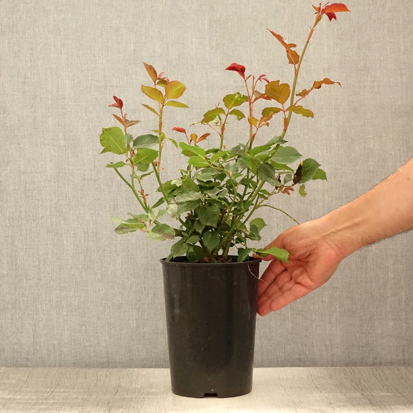 Amostra de Roseira floribunda Margaret Merril Vaso de 2 L/3 L tal como entregue no verão