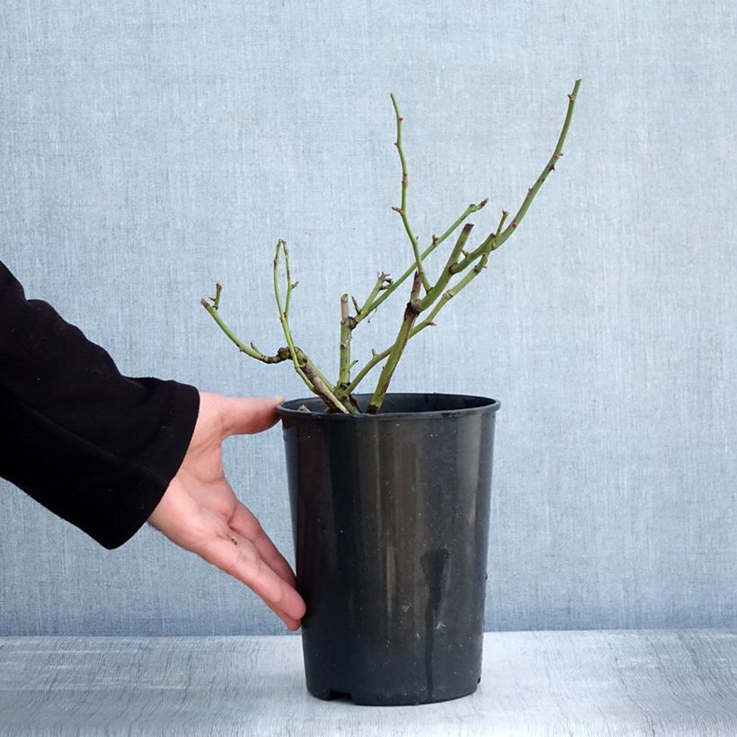 Amostra de Roseira floribunda Margaret Merril Vaso de 2 L/3 L tal como entregue no inverno