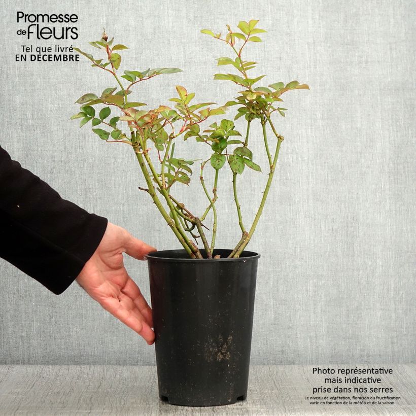 Amostra de Roseira floribunda Maria Mathilda Vaso de 3 L/4 L tal como entregue no outono