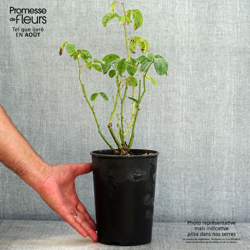 Amostra de Roseira floribunda Maria Mathilda Vaso de 3 L/4 L tal como entregue no verão