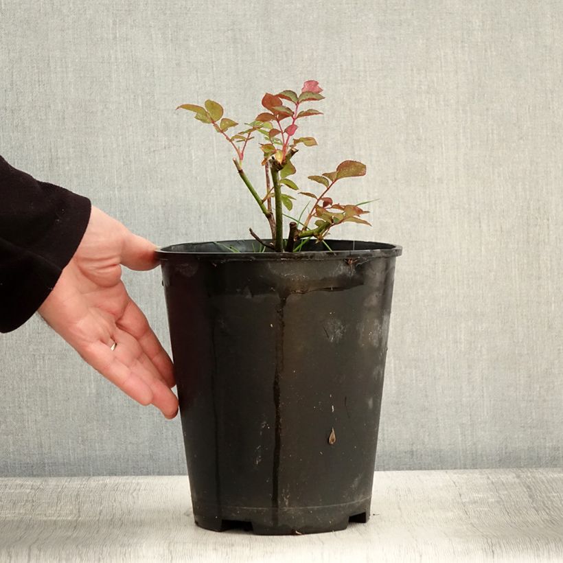 Amostra de Rosier à fleurs groupées Maria Mathilda Vaso de 3 L/4 L tal como entregue no inverno