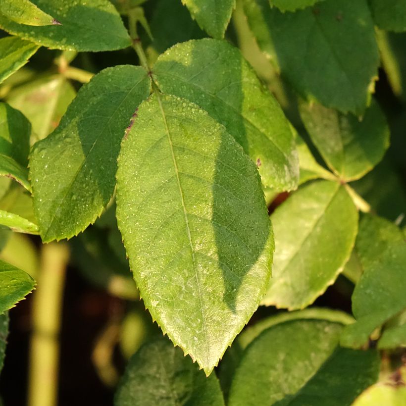 Roseira floribunda Maria Mathilda (Folhagem)