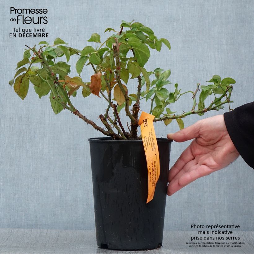 Amostra de Roseira floribunda Marie Curie Vaso de 2 L/3 L tal como entregue no outono