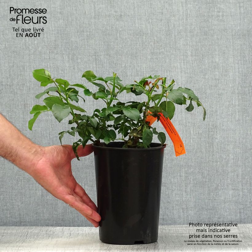 Amostra de Roseira floribunda Marie Curie Vaso de 2 L/3 L tal como entregue no verão