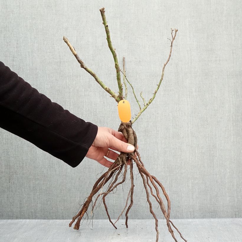 Amostra de Roseira floribunda Marie Curie Raízes nuas tal como entregue no inverno