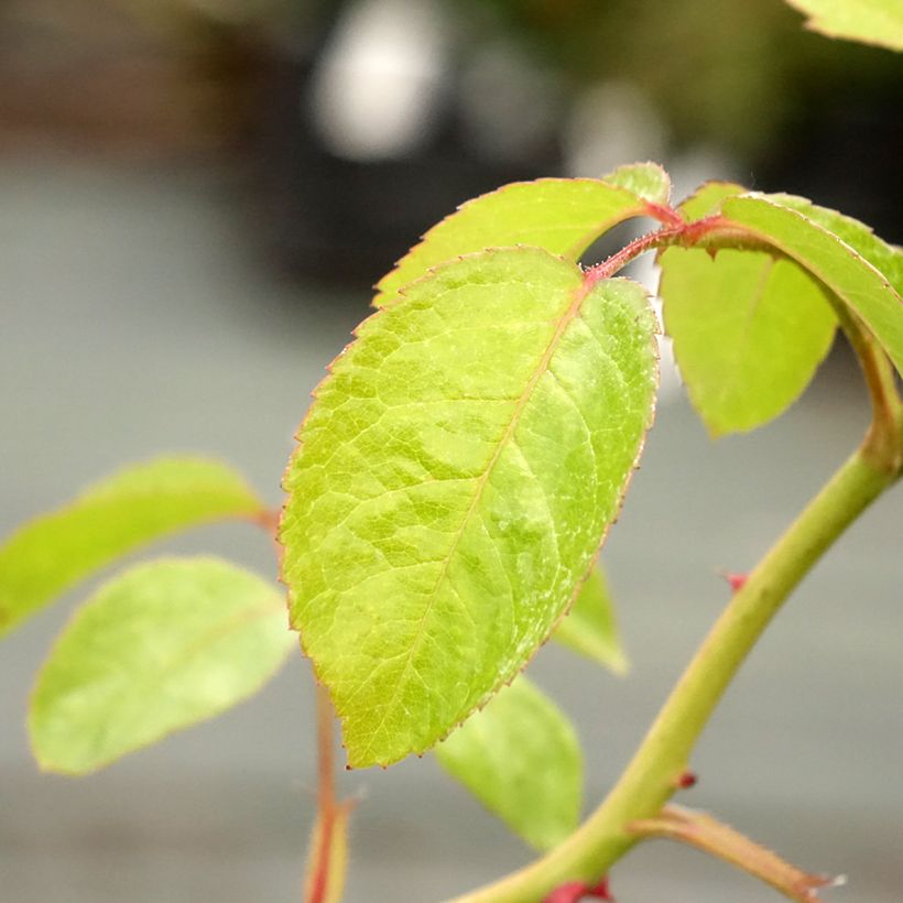 Roseira floribunda Marina Picasso (Folhagem)
