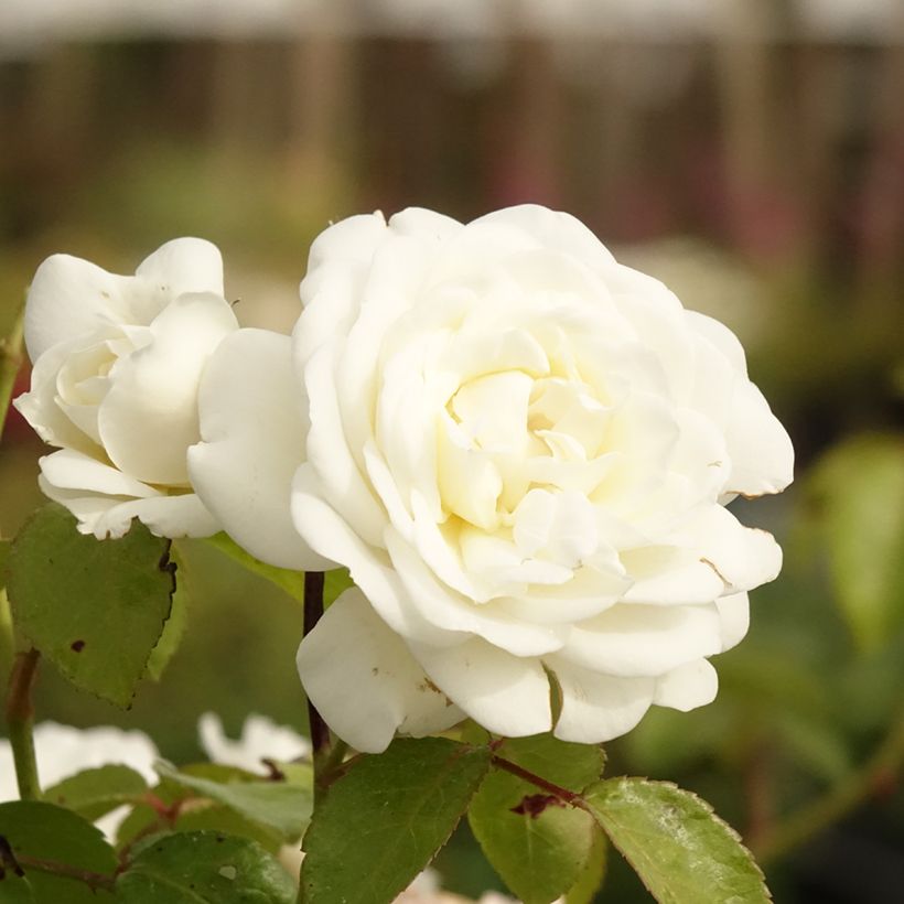 Roseira floribunda Marina Picasso (Floração)