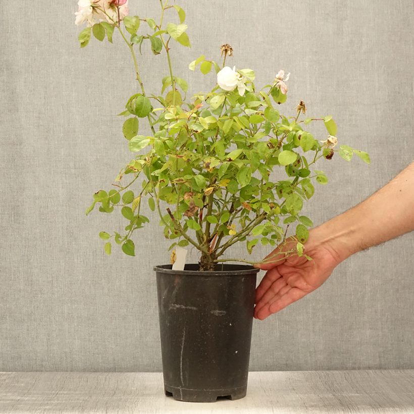 Amostra de Roseira floribunda Marina Picasso Vaso de 4 L/5 L tal como entregue no verão