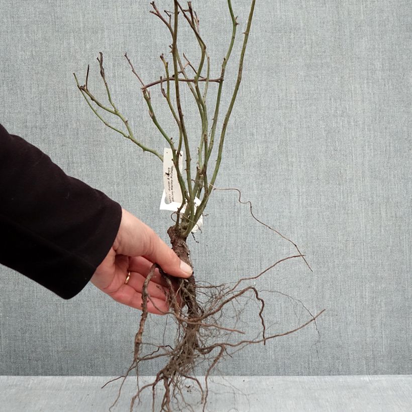 Amostra de Roseira floribunda Marina Picasso Raízes nuas tal como entregue no inverno