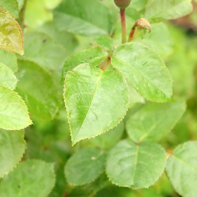 Roseira floribunda Scented Whisper (Folhagem)