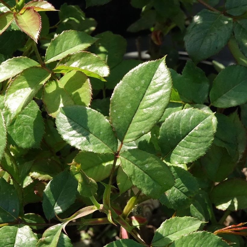 Roseira floribunda Mascaret (Folhagem)