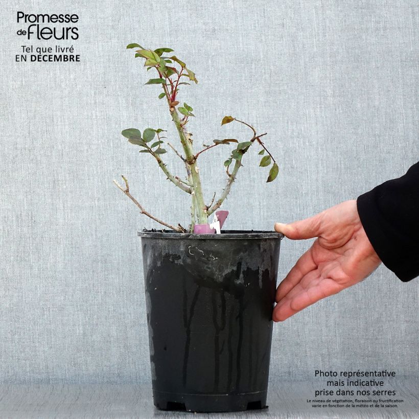 Amostra de Roseira floribunda Mascaret Vaso de 4 L/5 L tal como entregue no outono