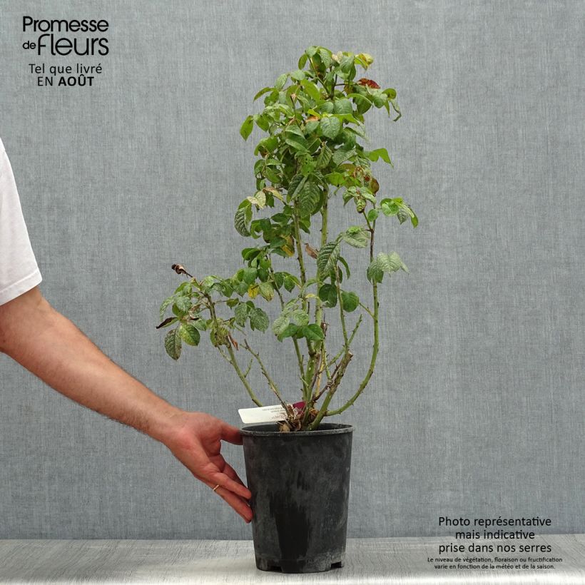 Amostra de Roseira floribunda Mascaret Vaso de 4 L/5 L tal como entregue no verão