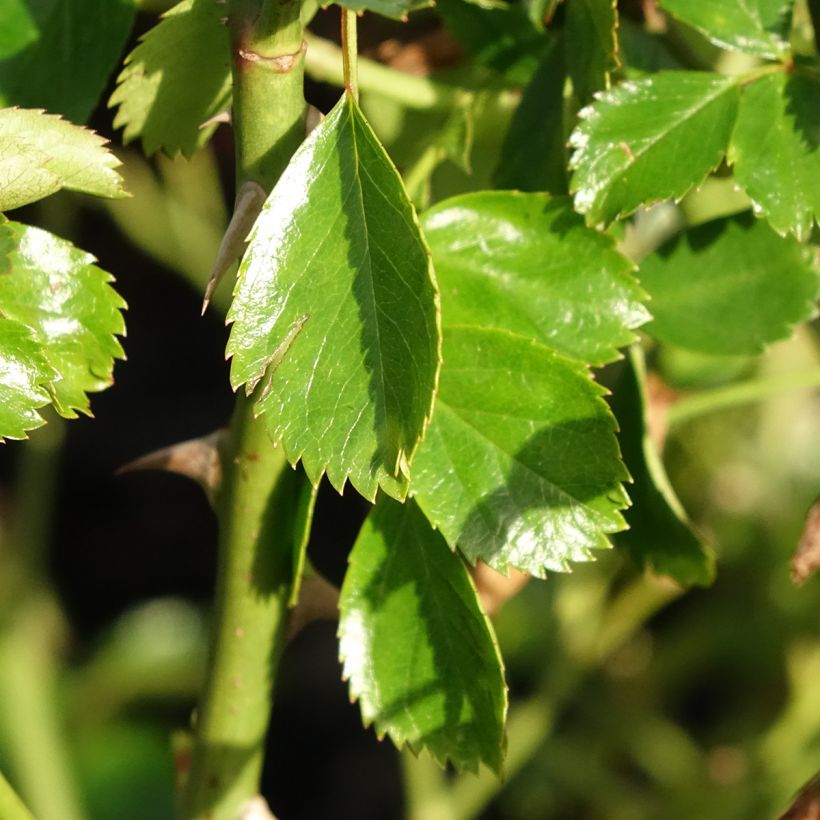 Roseira floribunda Mel Bee® (Folhagem)
