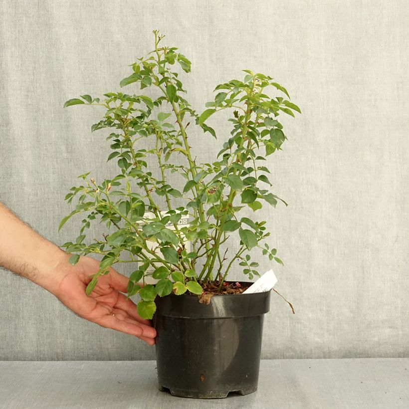 Amostra de Roseira floribunda Mel Bee® Vaso de 3 L/4 L tal como entregue no verão