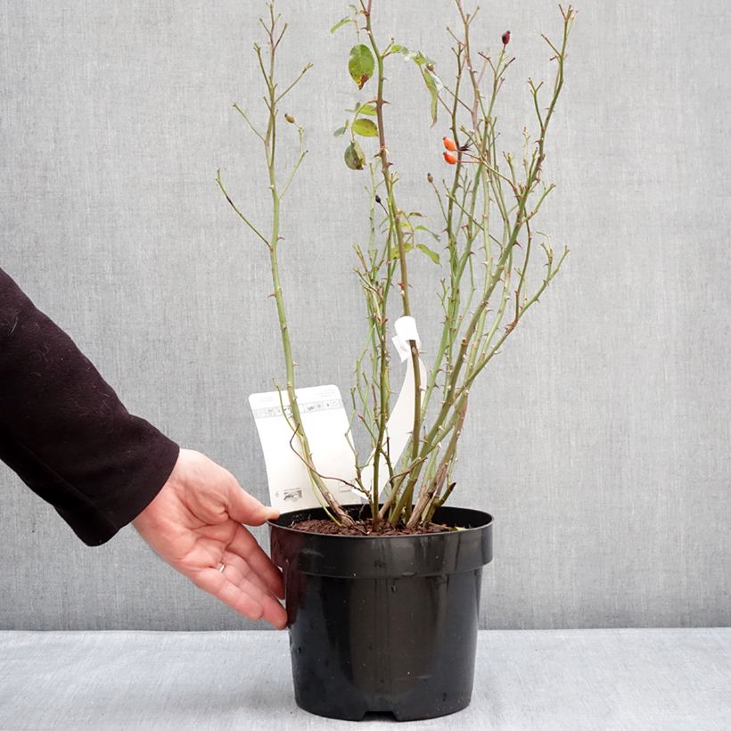 Amostra de Roseira floribunda Mel Bee® Vaso de 3 L/4 L tal como entregue no inverno