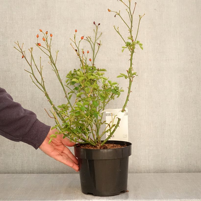 Amostra de Roseira floribunda Mel Bee® Vaso de 3 L/4 L tal como entregue na primavera