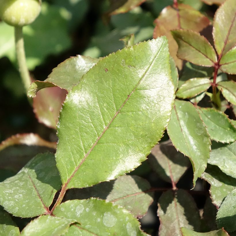 Roseira floribunda Message d'Espoir (Folhagem)