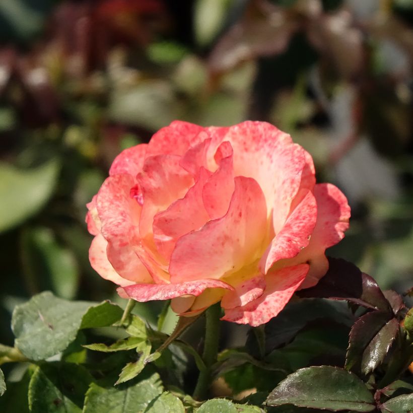 Roseira floribunda Message d'Espoir (Floração)