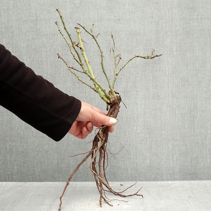 Amostra de Rosier à fleurs groupées Message d'Espoir Raízes nuas tal como entregue no inverno