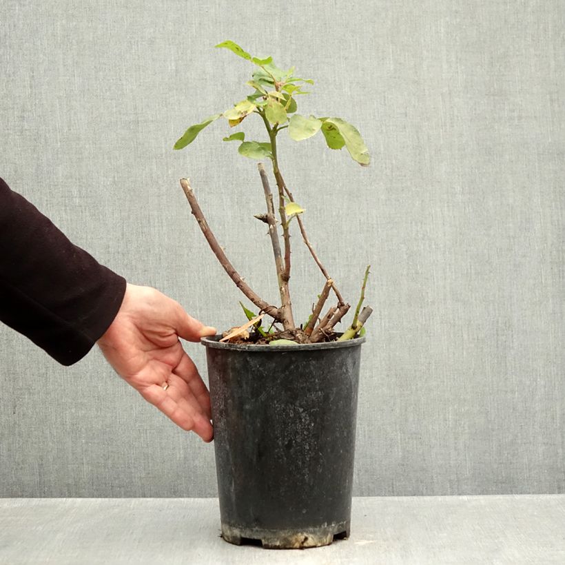 Amostra de Rosier à fleurs groupées Niccolò Paganini Pot de 4L/5L tal como entregue no outono