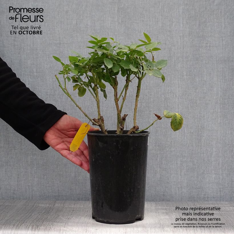 Amostra de Roseira floribunda Novalis Vaso de 4 L/5 L tal como entregue no outono
