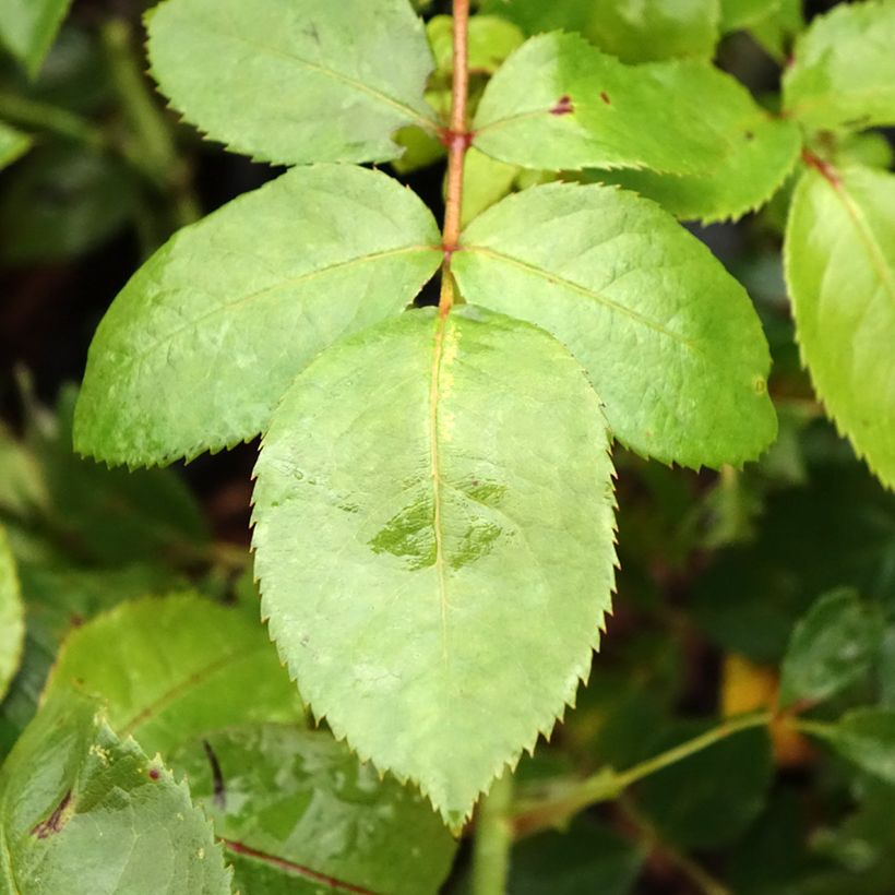 Roseira floribunda Novalis (Folhagem)