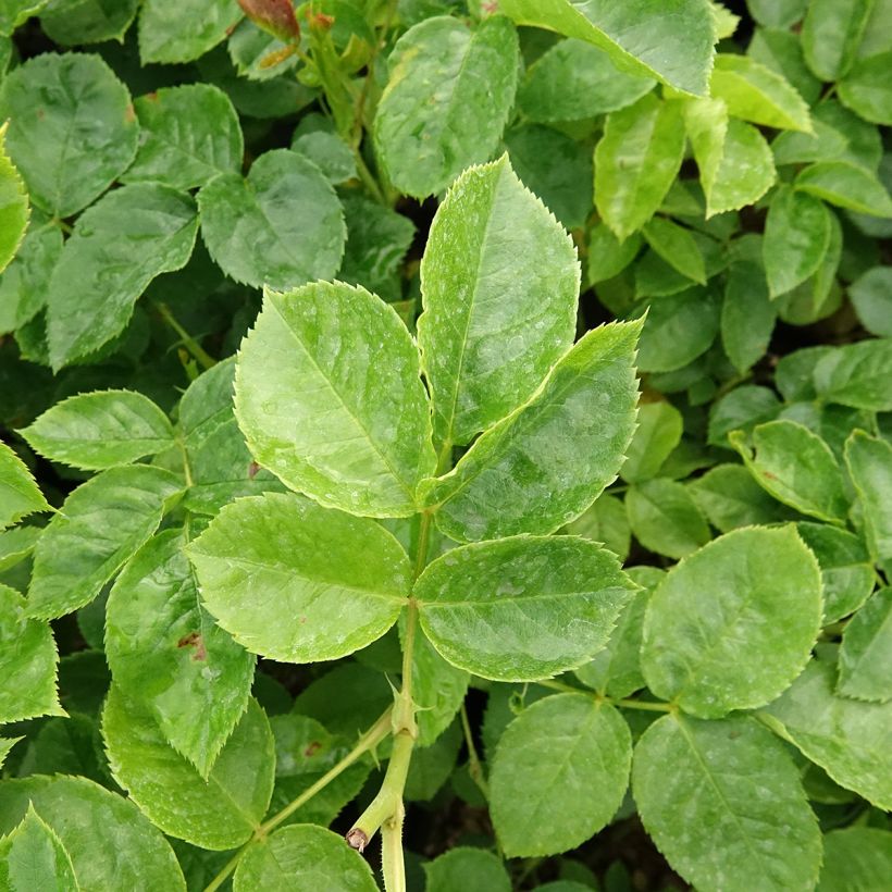 Roseira floribunda Off-Load (Folhagem)