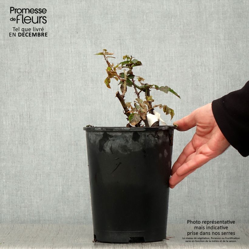 Amostra de Roseira floribunda Off-Load Vaso de 4 L/5 L tal como entregue no outono