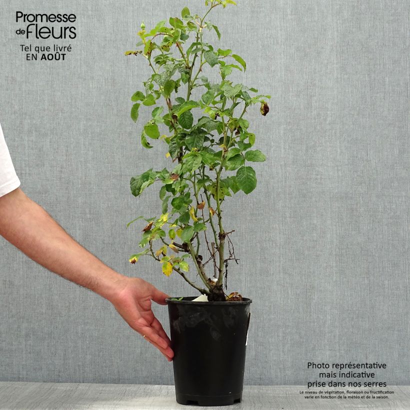 Amostra de Rosier à fleurs groupées Off-Load Pot de 4L/5L tal como entregue no verão