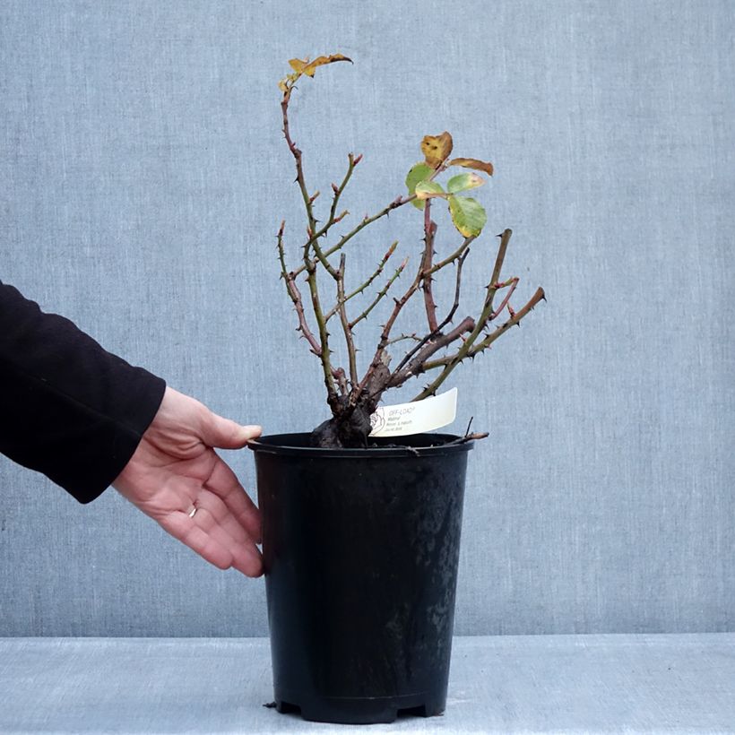 Amostra de Roseira floribunda Off-Load Vaso de 4 L/5 L tal como entregue no inverno