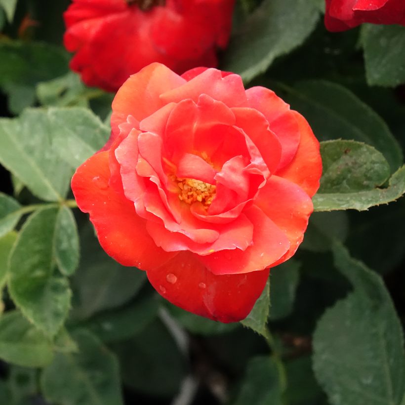 Roseira floribunda Orange Sensation (Floração)