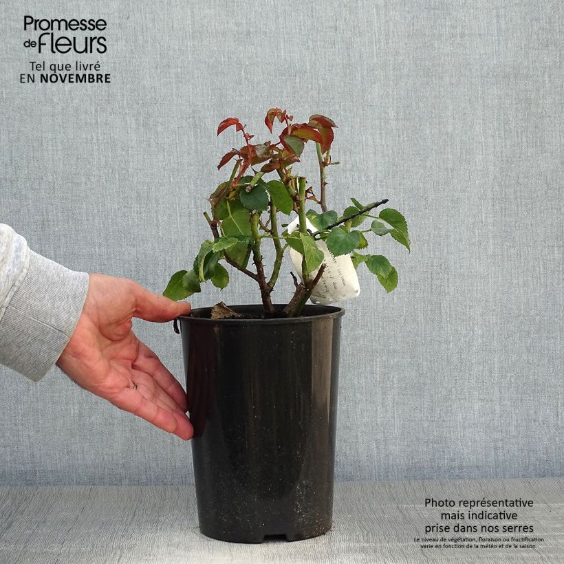 Amostra de Roseira floribunda Orangerie Vaso de 2 L/3 L tal como entregue no outono