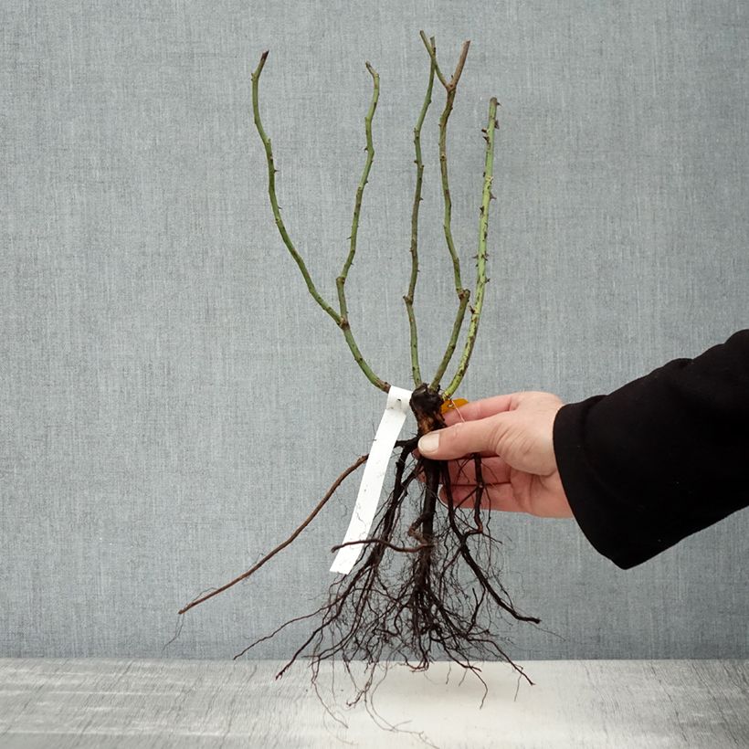 Amostra de Roseira floribunda Orangerie Raízes nuas tal como entregue no inverno