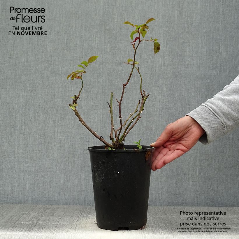 Amostra de Roseira floribunda Oranges and Lemons Vaso de 2 L/3 L tal como entregue no outono