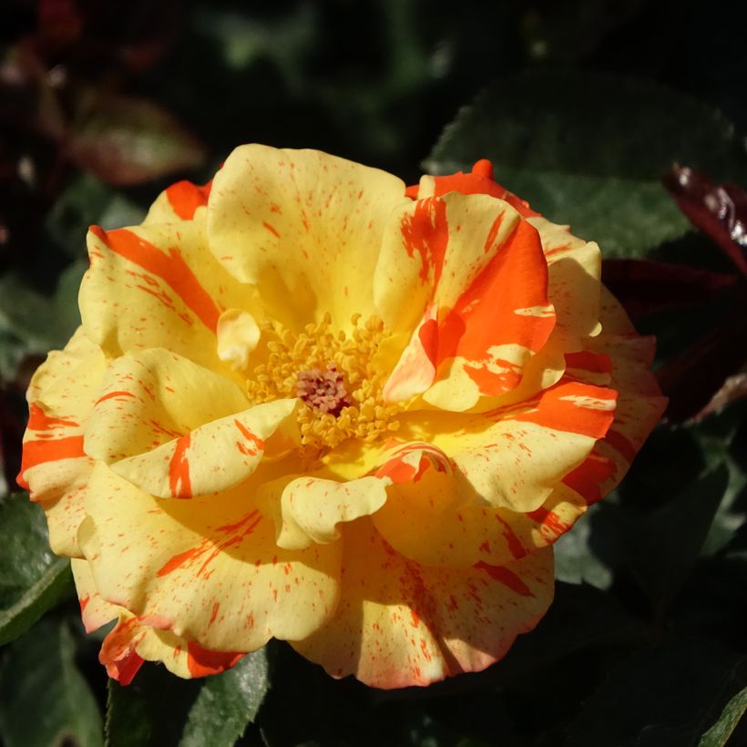 Roseira floribunda Oranges and Lemons (Floração)