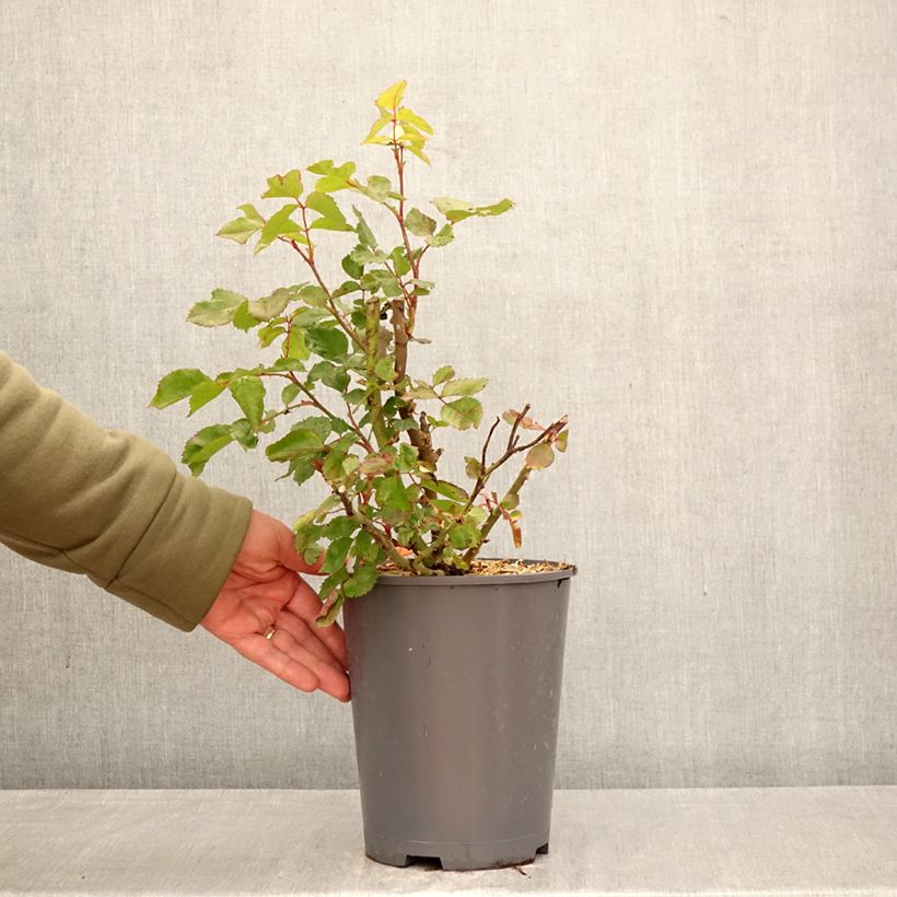 Amostra de Roseira floribunda Origami Vaso de 4 L/5 L tal como entregue na primavera