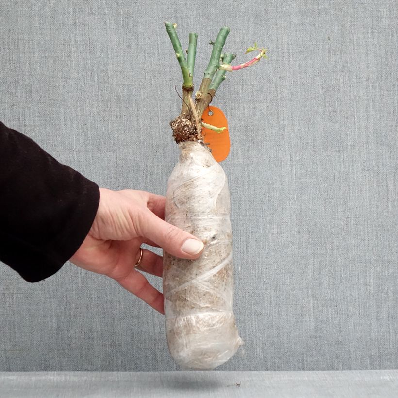 Amostra de Roseira floribunda Origami Raízes nuas em torrão tal como entregue no inverno