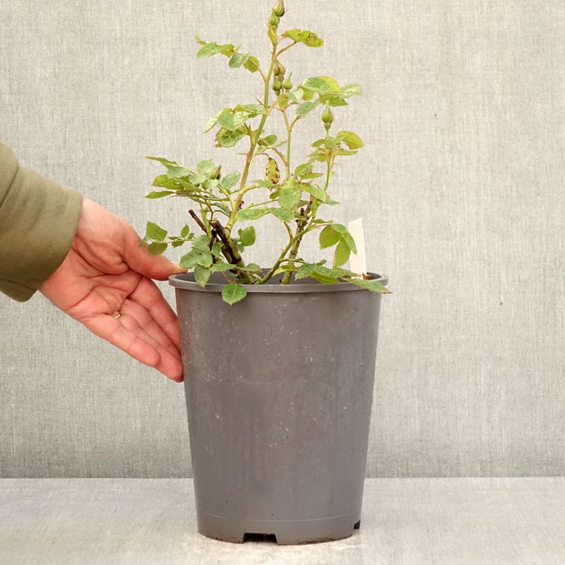 Amostra de Roseira floribunda Pacific Dream Vaso de 4 L/5 L tal como entregue na primavera