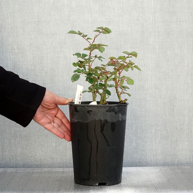 Amostra de Rosier à fleurs groupées Park Abbey Rose Pot de 4L/5L tal como entregue no outono