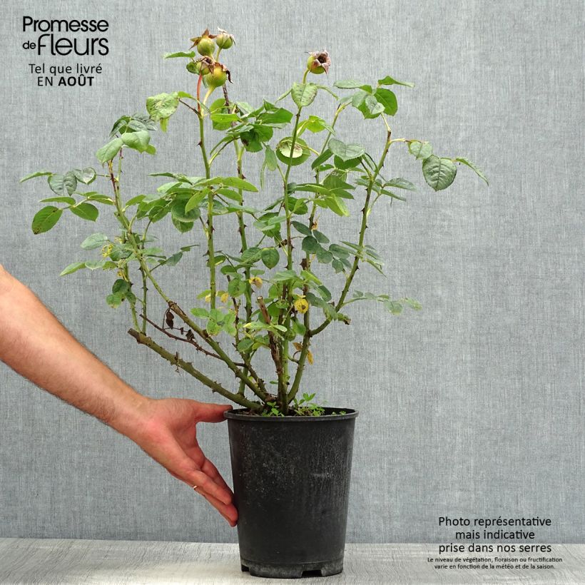 Amostra de Roseira floribunda Park Abbey Rose Vaso de 4 L/5 L tal como entregue no verão