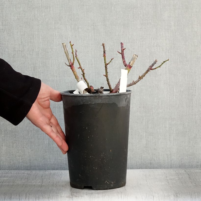 Amostra de Roseira floribunda Park Abbey Rose Vaso de 4 L/5 L tal como entregue no inverno