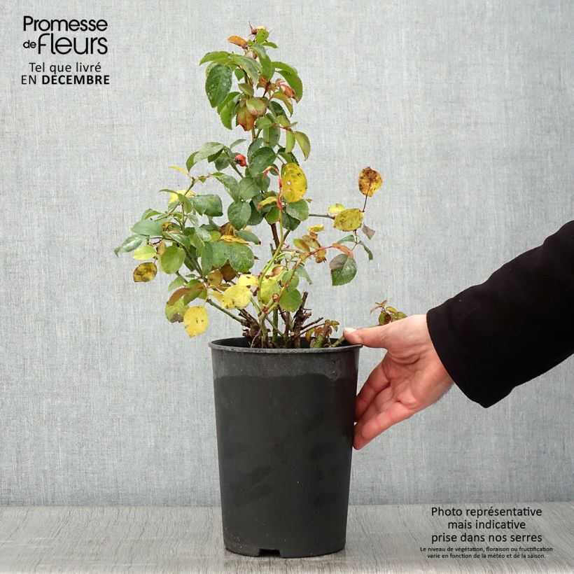 Amostra de Roseira floribunda Peace and Love Vaso de 4 L/5 L tal como entregue no outono