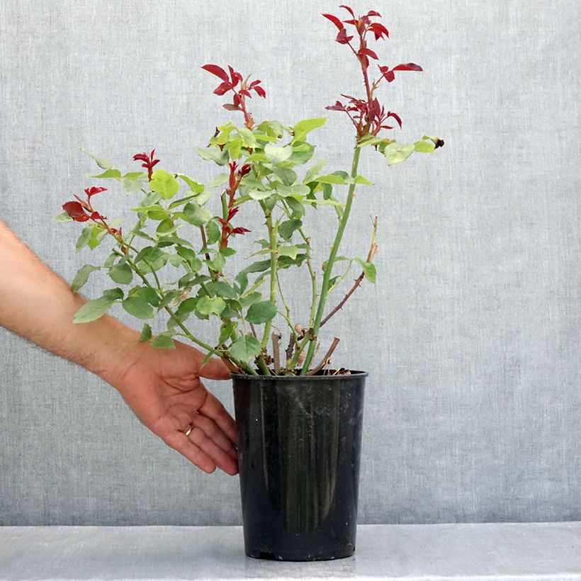 Amostra de Roseira floribunda Pernille Poulsen Vaso de 2 L/3 L tal como entregue no verão