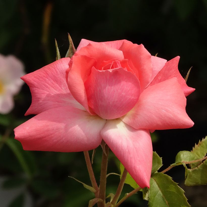 Roseira floribunda Pernille Poulsen (Floração)