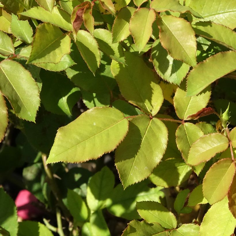 Roseira floribunda Pick'n Go (Folhagem)