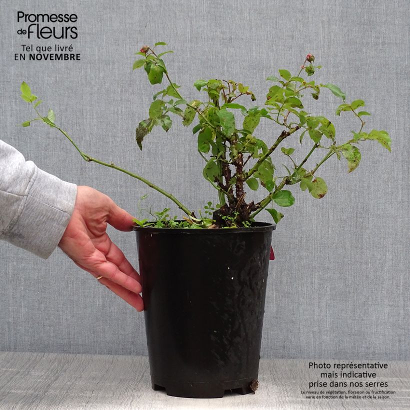 Amostra de Roseira floribunda Pick'n Go Vaso de 4 L/5 L tal como entregue no outono