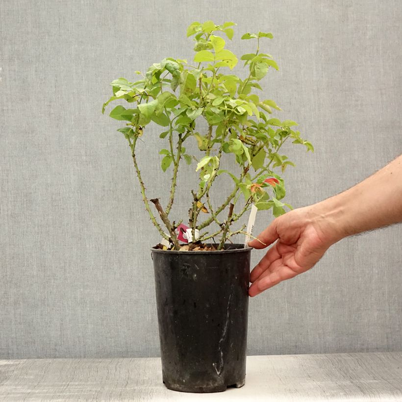 Amostra de Roseira floribunda Pick'n Go Vaso de 4 L/5 L tal como entregue no verão