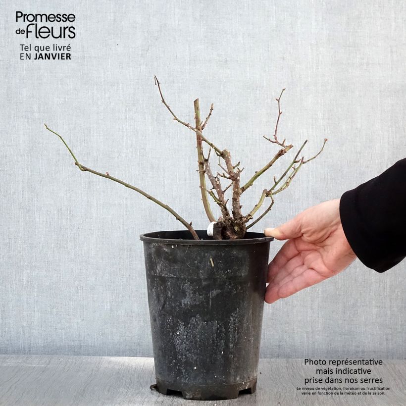 Amostra de Rosier à fleurs groupées Pick'n Go Vaso de 4 L/5 L tal como entregue no inverno