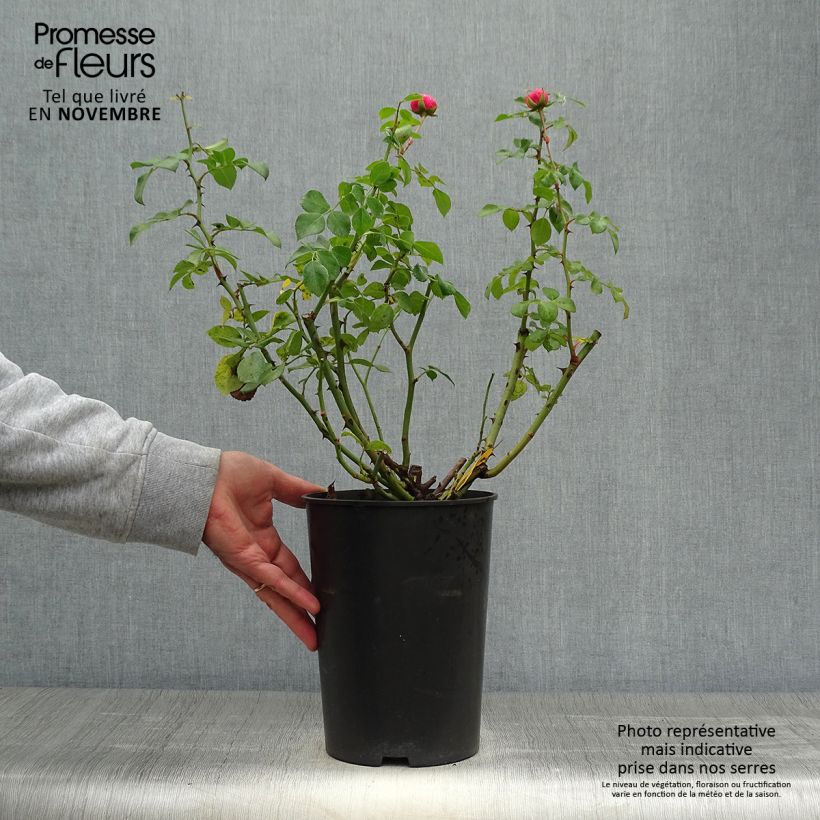 Amostra de Roseira floribunda Pomponella Vaso de 4 L/5 L tal como entregue no outono